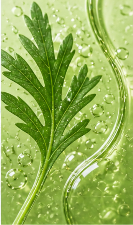 Close-up of a green leaf with water droplets on a green background representing Artemisia Vulgaris. 